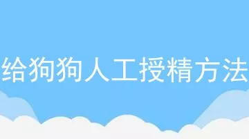 给狗狗人工授精方法