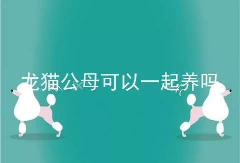 龙猫公母可以一起养吗