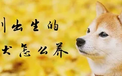 刚出生的柴犬怎么养