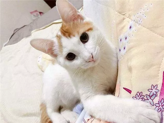 猫不打疫苗会怎么样(家养猫不打疫苗会怎么样)