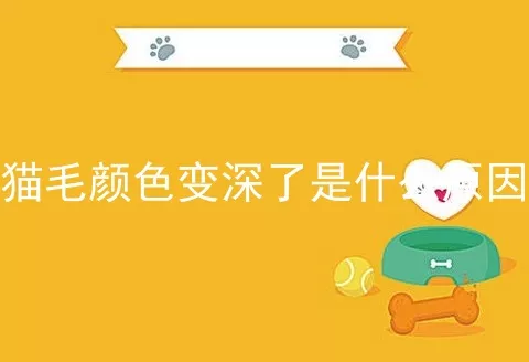 猫毛颜色变深了是什么原因