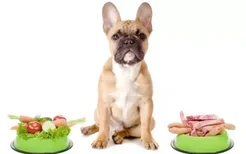 狗狗吃人食会怎么样 为什么不能吃人的饭菜