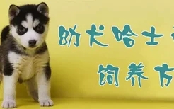 ​幼犬哈士奇饲养方法