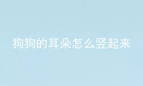 狗狗的耳朵怎么竖起来