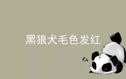 黑狼犬毛色发红