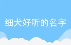 细犬好听的名字