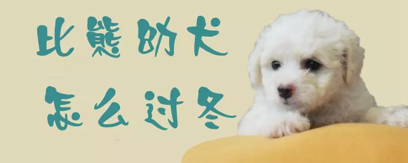 比熊幼犬怎么过冬