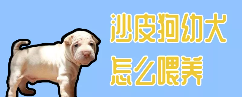 沙皮狗幼犬怎么喂养