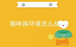 猫咪换环境怎么处理