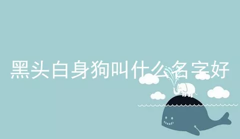 黑头白身狗叫什么名字好