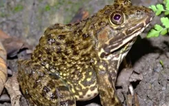 虎纹蛙-国家Ⅱ级保护动物