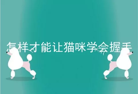 怎样才能让猫咪学会握手