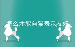 怎么才能向猫表示友好