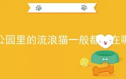 公园里的流浪猫一般都躲在哪