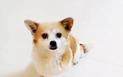 法斗犬的叫声mp3