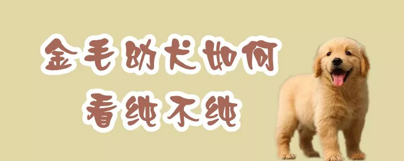 金毛幼犬如何看纯不纯