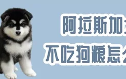 阿拉斯加犬不吃狗粮怎么办