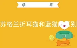 苏格兰折耳猫和蓝猫的区别