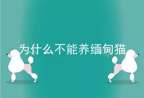 为什么不能养缅甸猫