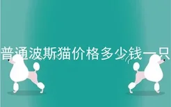 普通波斯猫价格多少钱一只