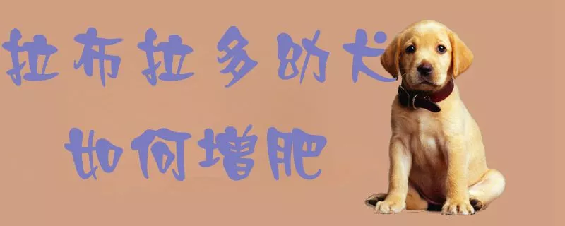 拉布拉多幼犬如何增肥1