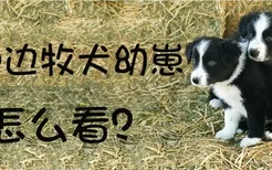 纯种边牧犬幼崽怎么看