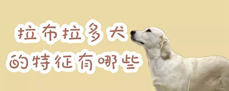 拉布拉多犬的特征有哪些