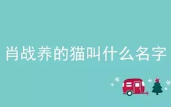 肖战养的猫叫什么名字