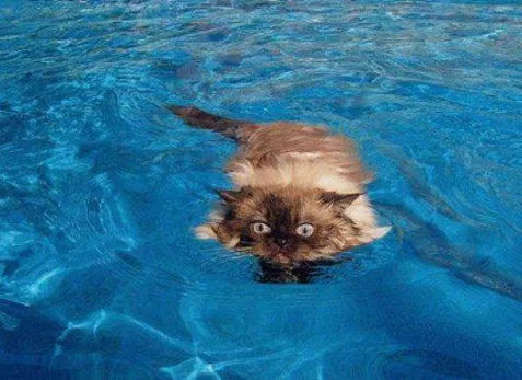 猫会不会游泳(猫会游泳吗)