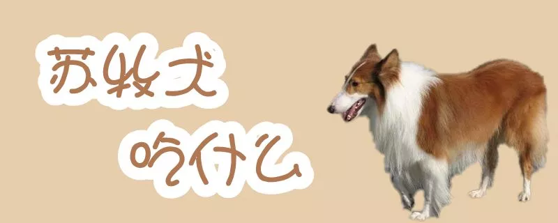 苏牧犬吃什么