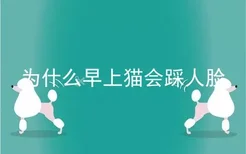 为什么早上猫会踩人脸