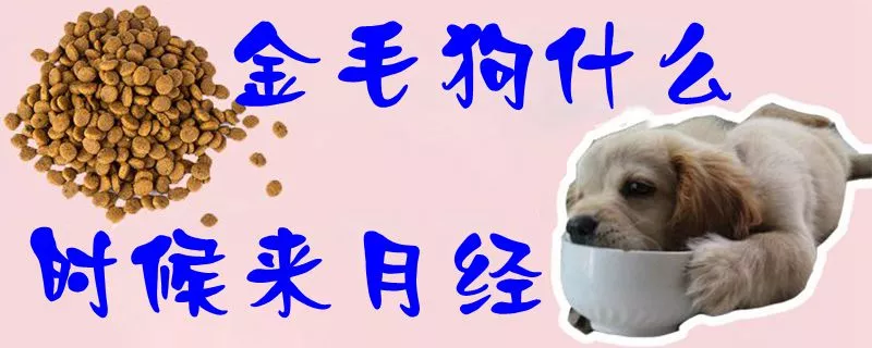 金毛狗什么时候来月经1