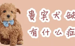 贵宾犬缺钙有什么症状