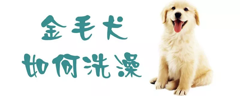 金毛犬如何洗澡1