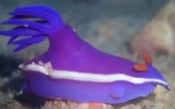公牛多彩海麒麟-神奇的海底生物