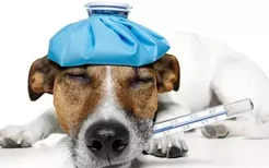 小狗呕吐的原因是什么 呕吐也分生理和病理
