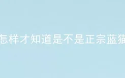 怎样才知道是不是正宗蓝猫