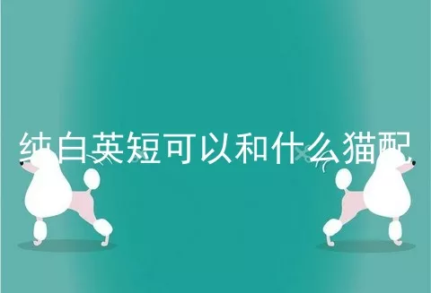 纯白英短可以和什么猫配