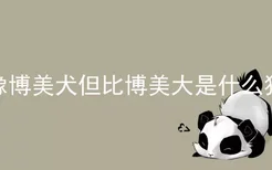 像博美犬但比博美大是什么狗