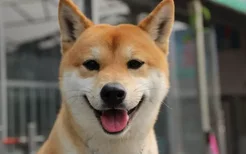 怎么区分秋田犬和柴犬 想要区分你养的是秋田还是柴犬吗？
