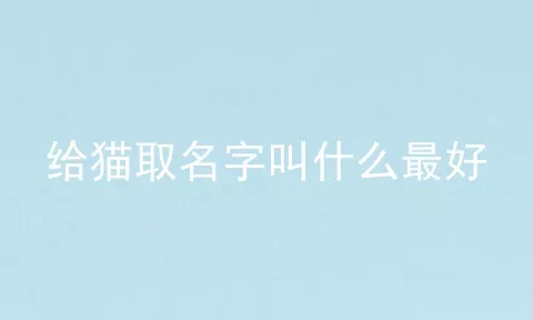 给猫取名字叫什么最好