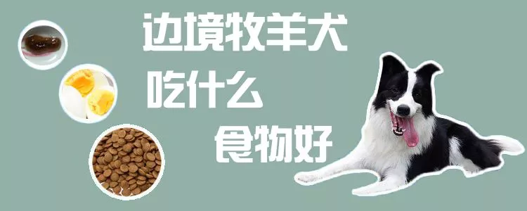 边境牧羊犬吃什么食物好1