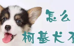 怎么让柯基犬不叫