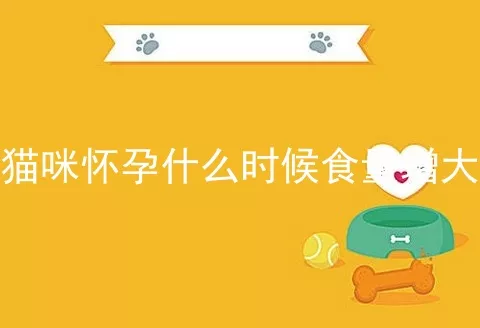 猫咪怀孕什么时候食量增大