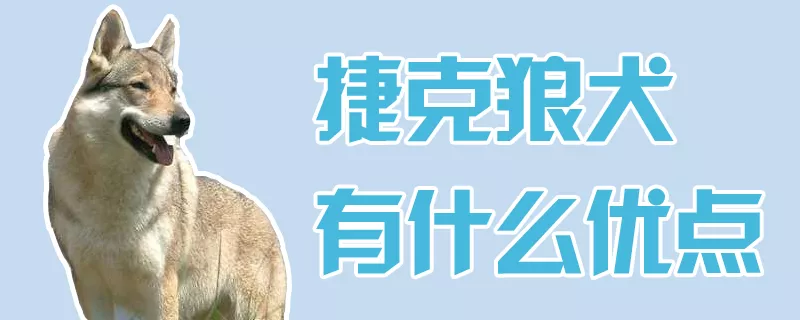 捷克狼犬有什么优点