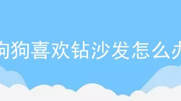 狗狗喜欢钻沙发怎么办