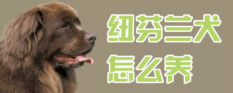 纽芬兰犬怎么养