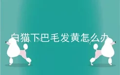 白猫下巴毛发黄怎么办