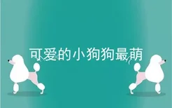 可爱的小狗狗最萌