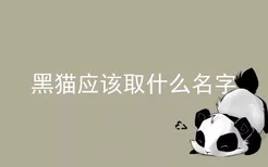 黑猫应该取什么名字